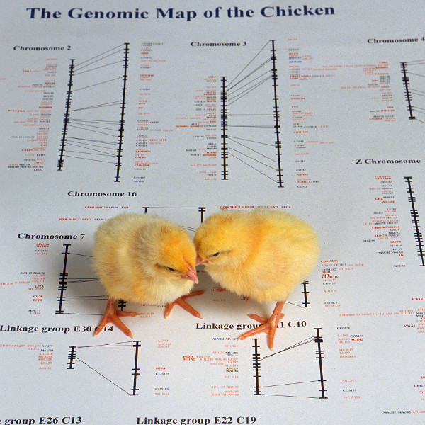 Chixors.